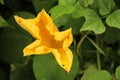 Pumpkin flower in the vegetable garden Royalty Free Stock Photo