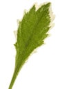 Leaves of the flowers of robe, lat. Arabis, isolated on white background