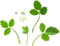 Leaves and flowers of strawberry. set