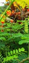 Among the leaves and flowers there is a pair of dragonflies