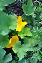 Leaves and flowers of vegetable marrows Royalty Free Stock Photo