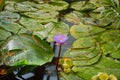 leaves and flowers of water lilies in the pond during the rain. splashes of raindrops on the water surface Royalty Free Stock Photo