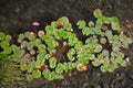 Leaves and flowers of water lilies on the water Royalty Free Stock Photo