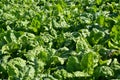 Leaves of fodder beet, background Royalty Free Stock Photo