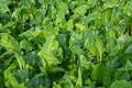 Leaves of fodder beet, background Royalty Free Stock Photo