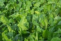 Leaves of fodder beet, background