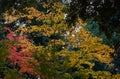 Leaves foliage in Japan during the Momiji autumn season Royalty Free Stock Photo