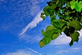 Leaves in foreground with flashlight, Blue sky and clouds in background