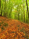 Leaves forest at end of summer, beech trees at near autumn forest surrounded by fog. Rainy day. Royalty Free Stock Photo