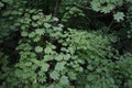 Leaves in the forest