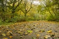 Leaves on a forest road in autumn Royalty Free Stock Photo