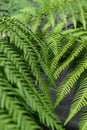 Leaves from fougere from dicksonia antarctica plant for background texture Royalty Free Stock Photo