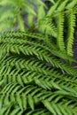 Leaves from fougere from dicksonia antarctica plant for background texture Royalty Free Stock Photo