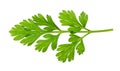 Leaves of fresh Chervil herb cutout Royalty Free Stock Photo