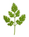 Leaves of fresh Chervil herb isolated