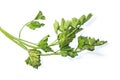 Leaves of fresh green celery isolated on white background. Fresh leaves parsley bunch isolated on white background Royalty Free Stock Photo