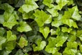 Leaves of fresh green ivy.