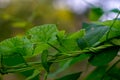 Leaves of fresh green ivy. Green ivy tree leaves on background green. Close-up. Royalty Free Stock Photo