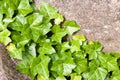 Leaves of fresh green ivy