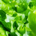 Leaves of fresh green lettuce close up Royalty Free Stock Photo