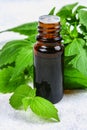 Leaves of fresh green nettle and a small bottle of medical nettle oil on a gray concrete table. Royalty Free Stock Photo