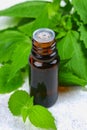 Leaves of fresh green nettle and a small bottle of medical nettle oil on a gray concrete table. Royalty Free Stock Photo
