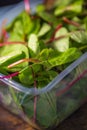 Leaves of fresh green organic mangold salad Royalty Free Stock Photo