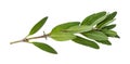 Leaves of fresh hyssop hyssopus herb isolated