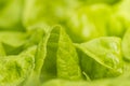 Leaves of fresh lettuce with water drops Royalty Free Stock Photo