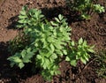 Leaves of fresh Lovage plant growing in the garden. Levisticum officinale is a powerful plant of the Apiaceae family, which is Royalty Free Stock Photo