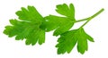 Leaves of fresh parsley  isolated on white background. macro Royalty Free Stock Photo