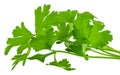 Leaves of fresh parsley  isolated on white background. macro Royalty Free Stock Photo