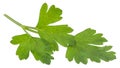 Leaves of fresh parsley  isolated on white background. macro Royalty Free Stock Photo