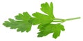 Leaves of fresh parsley  isolated on white background. macro Royalty Free Stock Photo