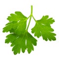 Leaves of fresh parsley  isolated on white background. macro Royalty Free Stock Photo