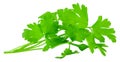 Leaves of fresh parsley  isolated on white background. macro Royalty Free Stock Photo