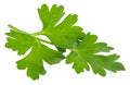 Leaves of fresh parsley  isolated on white background. macro Royalty Free Stock Photo