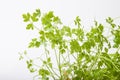 Leaves of fresh parsley on a white background Royalty Free Stock Photo