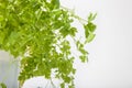 Leaves of fresh parsley on a white background Royalty Free Stock Photo