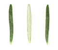 Leaves of fresh rosemary isolated on white background. Top view.