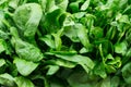 Leaves of fresh spinach