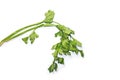 Leaves of fresh tasty celery parsley without root isolated on white background. Fresh celery parsley bunch isolated on white Royalty Free Stock Photo