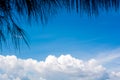 Leaves in the front of white clound in the blue sky. Space on ce Royalty Free Stock Photo