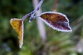 Leaves in frost