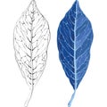 Leaves in the frost illustration