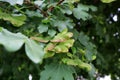 Leaves and fruit of Acer campestre (field maple) tree Royalty Free Stock Photo