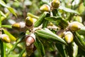 Leaves and fruit acorns of holly or holm oak