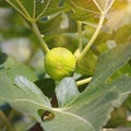 Leaves and fruit of fig tree - Ficus carica Royalty Free Stock Photo