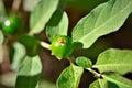 Leaves and fruit growing from Solanum pseudocapsicum