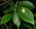 Leaves and fruit of hop hornbeam tree. Royalty Free Stock Photo